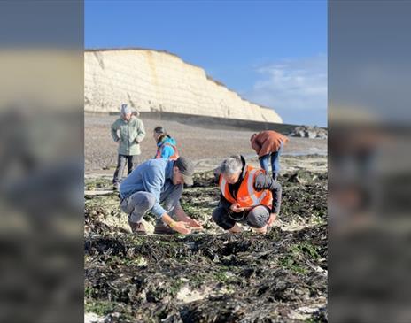 The Big Rock Pool Challenge BioBlitz Battle
