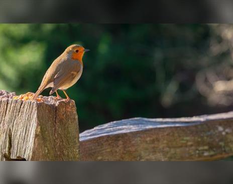 Dawn chorus walk