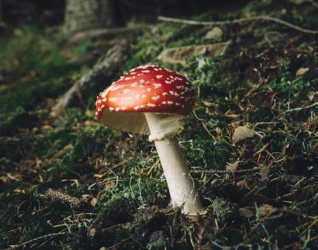 Fungi Walk