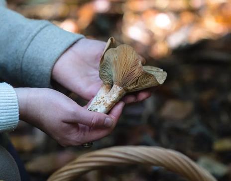 Autumn Foraging Walk with Terra Vitum
