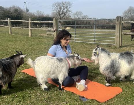 Goat Yoga Experience