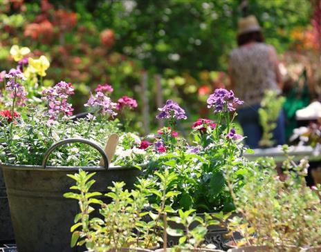 Specialist Spring Plant Fair