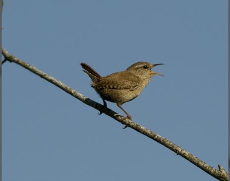 Birding for Absolute Beginners