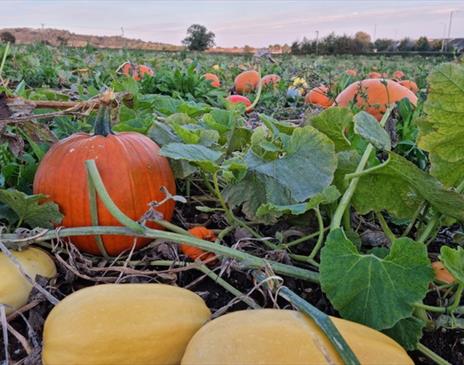 Sompting Pumpkins
