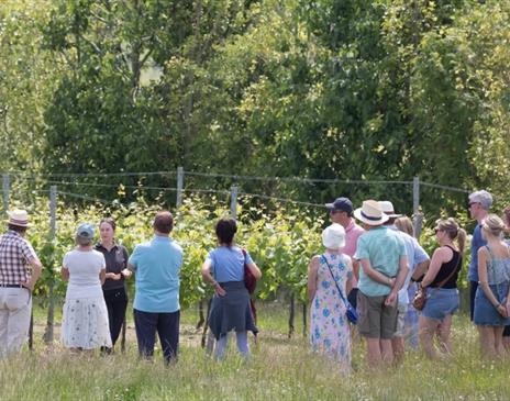 English Wine Week Tour