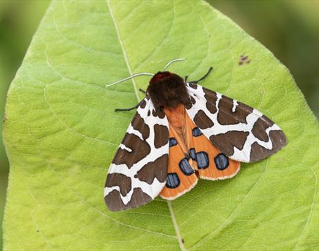 Moth Morning