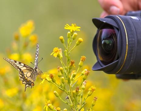 Summer Blooms Photography Workshop with Molly Hollman