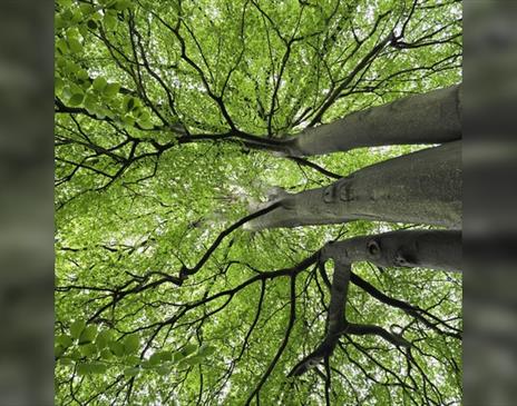 Forest Bathing: A Nature-Based Wellbeing Experience
