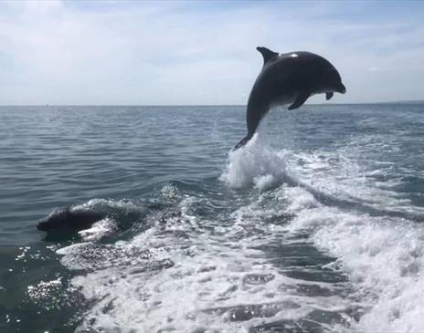 Sussex Dolphin Project  - dolphin leaping in the water