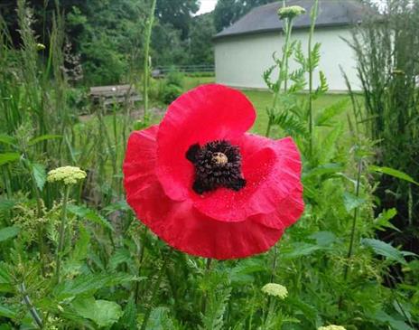 Photo of a poppy at The Level, Brighton