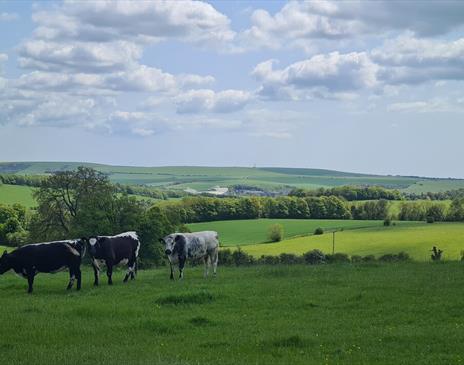 Cows grazing in the foreground with the beautiful rolling landscape of Stanmer Park in the distance behind them.