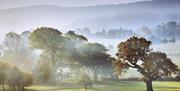 Misty view of trees from the estate