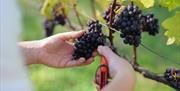 A bunch of grapes on the vine being cut by secateurs.