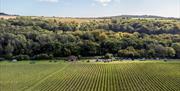 The vineyard with trees in the background