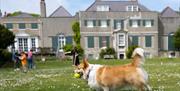 Preston Manor - dog outside house