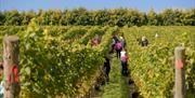 People walking amongst the rows of vines at Wiston