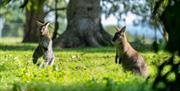 Wallabies