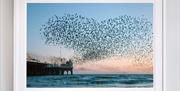 photo of a murmuration over the Pier by Finn Hopson