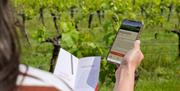 Person reading a leaflet whilst sitting in-between the vines at Ridgeview.