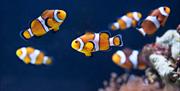 clown fish