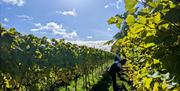 Vines at Highweald Wine Estate