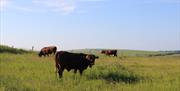 Some cows in a field