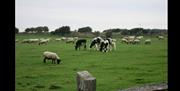 countryside view with livestock