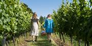 Albourne wine estate - people walking in the vines