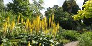 Yellow flowers