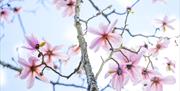 Magnolias at Borde Hill