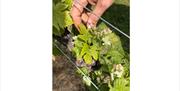 Picking the grapes