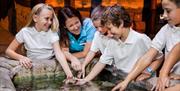 kids round a rock pool