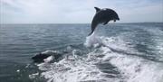 Sussex Dolphin Project  - dolphin leaping in the water