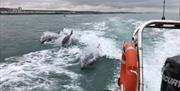 Dolphins next to the boat