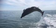 Sussex Dolphin Project - dolphin leaping
