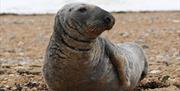 Sussex Dolphin Project - grey seal at Rottingdean