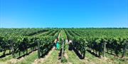 Great British Wine Tours - vineyard