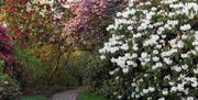 Rhododendrons in the Garden of Allah at Borde Hill.