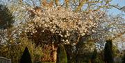 Spring in the Italian Garden at Borde Hill.