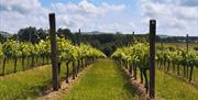 Vineyard