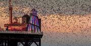 Starling Murmuration at Brighton Palace Pier credit VisitBritain