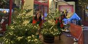 Christmas Trees in Brighton