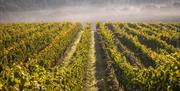 Leonardslee Wine Estate