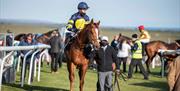 Brighton Racecourse - horse and jockey