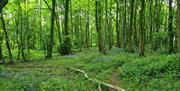 A sea of bluebells in a wooded area of Stanmer Park.