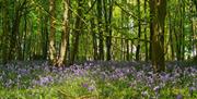 A sea of bluebells in a wooded area of Stanmer Park.