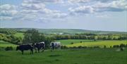 Cows grazing in the foreground with the beautiful rolling landscape of Stanmer Park in the distance behind them.