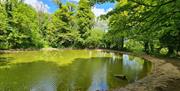 A pond in Stanmer Park shows the water in the foreground with trees behind.
