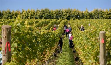 People walking amongst the rows of vines at Wiston