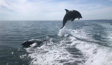 Sussex Dolphin Project  - dolphin leaping in the water